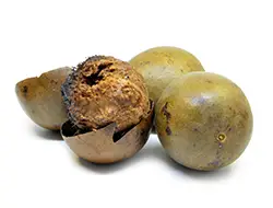 Gallnut Fruit Extract Gallnut